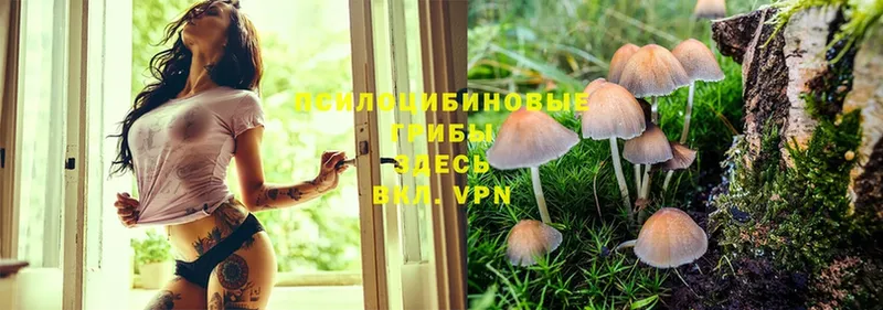 Псилоцибиновые грибы Psilocybe Байкальск